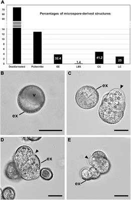 Cell Wall Composition and Structure Define the Developmental Fate of Embryogenic Microspores in Brassica napus